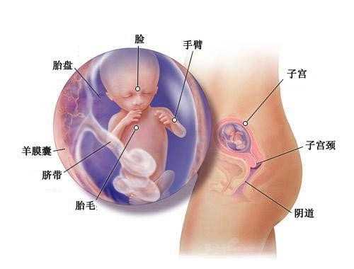 杭州供卵代孕_治月经不调不孕不育的方法有哪些